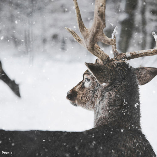 Protect Pennsylvania’s Wildlife From Thrill-Kill Poachers