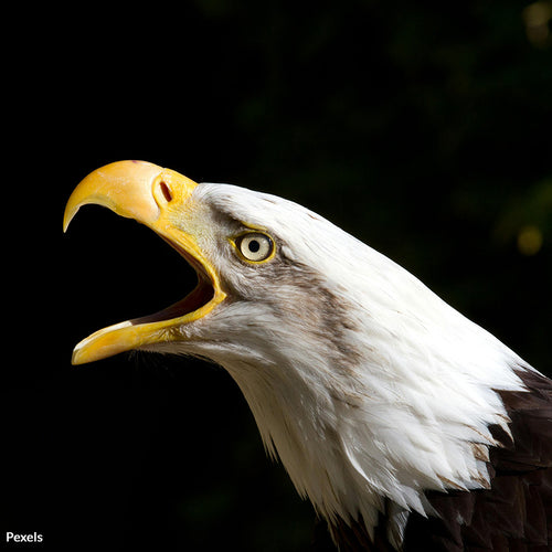 Stop the Eagle Slaughter And Protect Our National Symbol