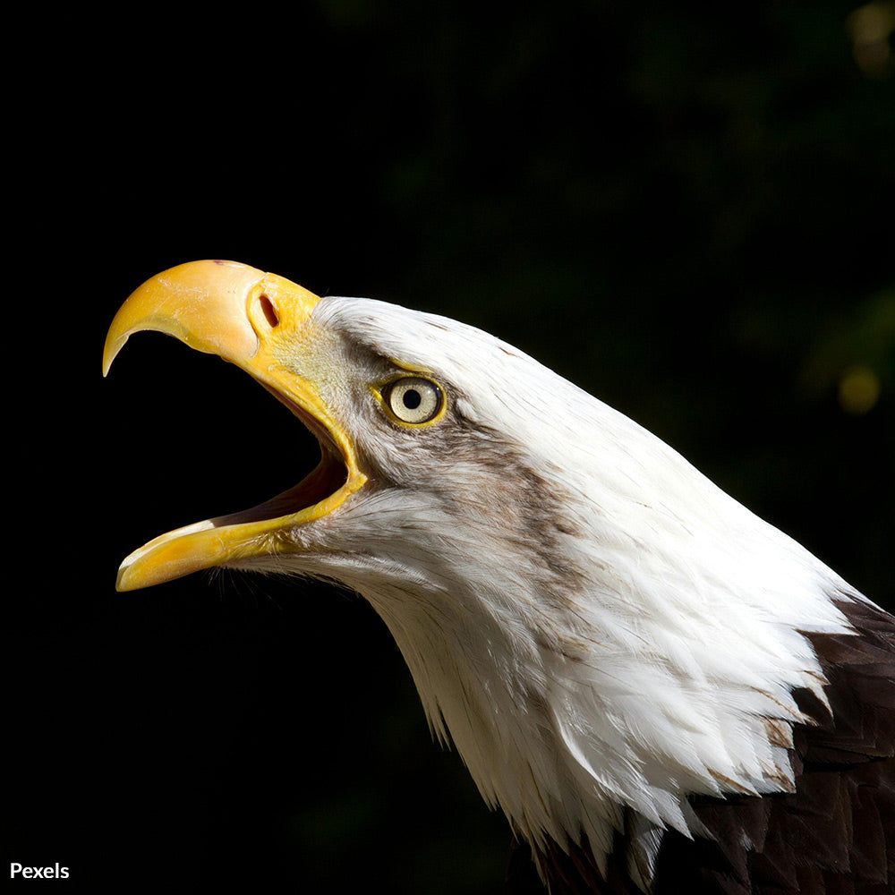 Stop the Eagle Slaughter And Protect Our National Symbol