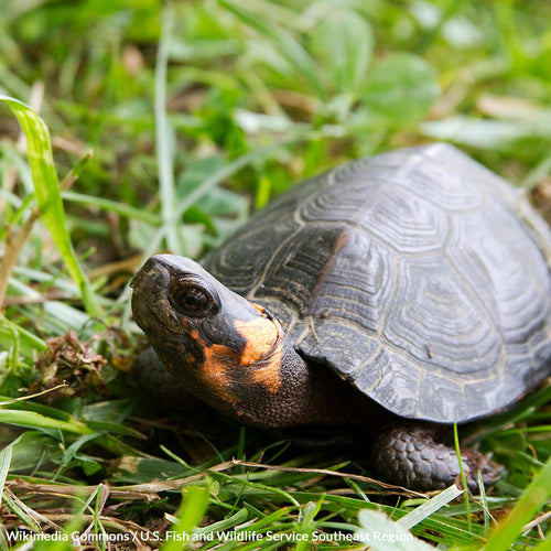 Stop Habitat Destruction And Protect Our Precious Bog Turtles