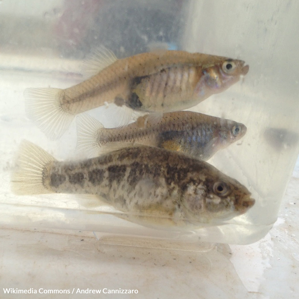 Act Fast To Save the Endangered Pecos Pupfish