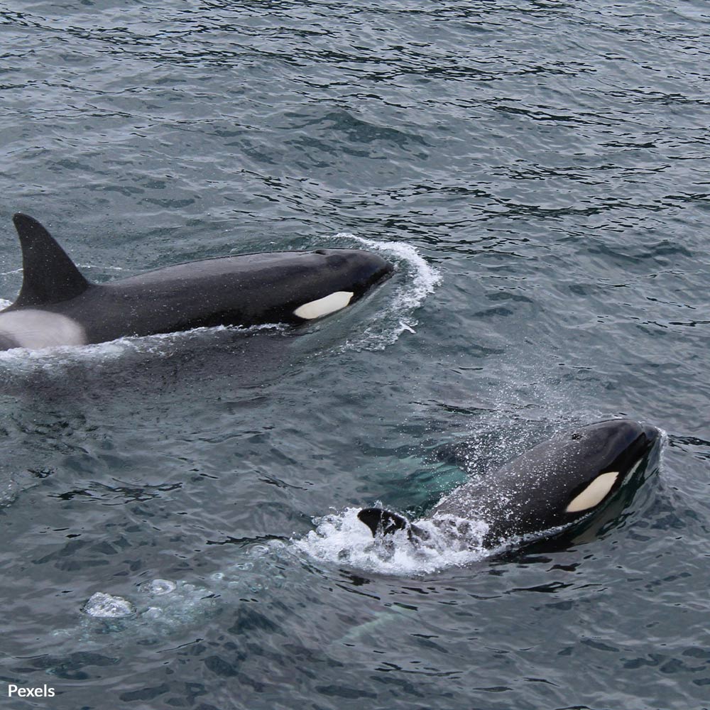 Protect Hawai’i’s Whales From Suffocating in Deadly Fishing Gear