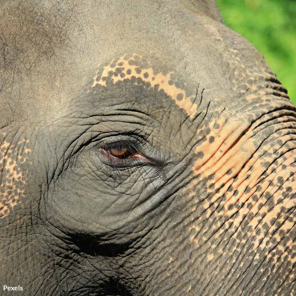 Free Indu The Elephant From Captive Exploitation