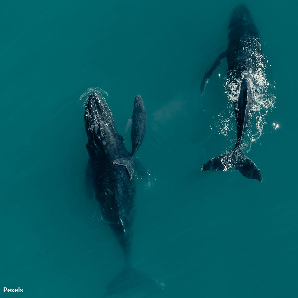 Noise Pollution Is Killing Whales—Call For Seasonal Ship Speed Reductions