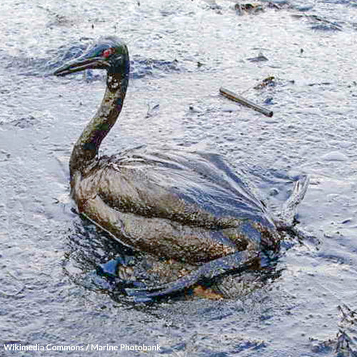 Save The Black Sea From An Oily Death