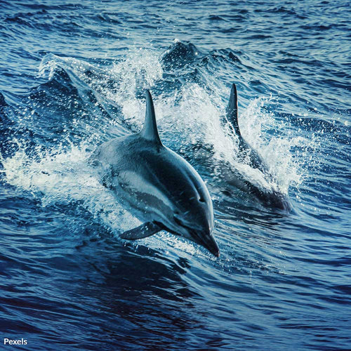 End This Cruel Assault On Dolphin Life