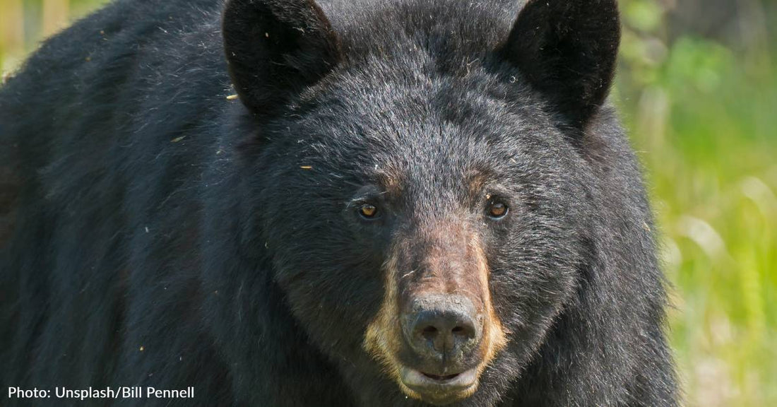 Over 400 "Bear Selfies" Found On Colorado Wildlife Camera