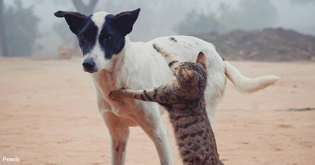 Mongolia Ends Cruelty to Street Animals with Groundbreaking Pet Law