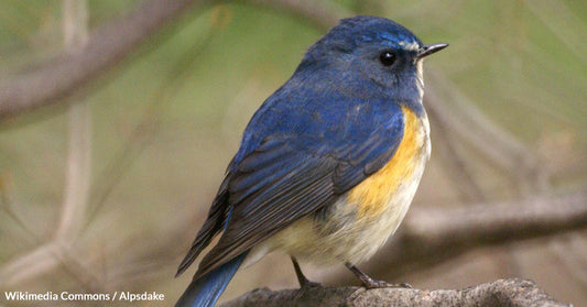 New Jersey Witnesses Unprecedented Arrival of Red-Flanked Bluetail