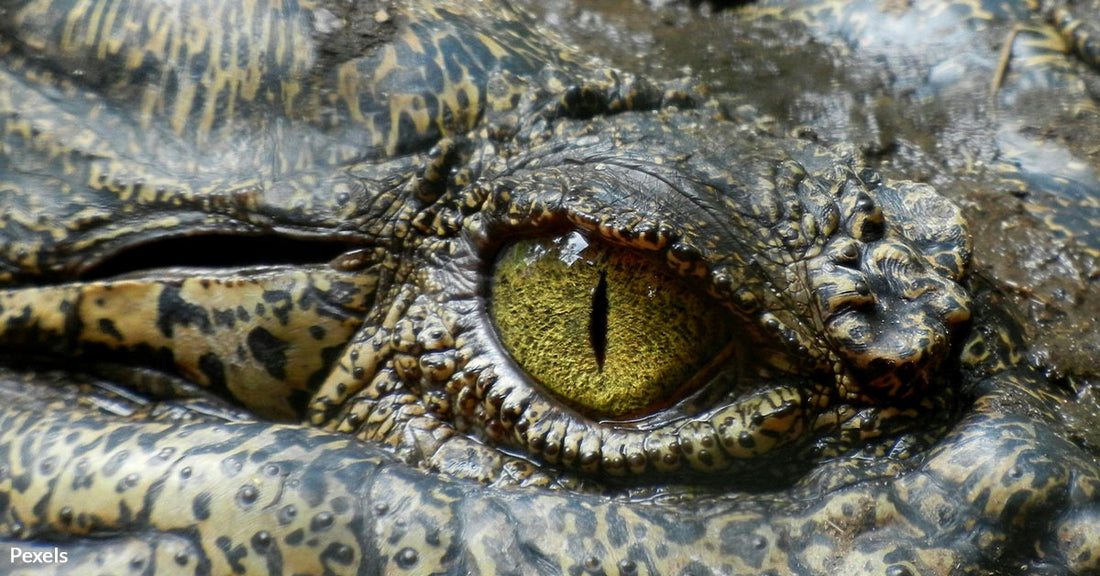 Giant Alligator Seized from New York Home Where It Lived For 34 Years