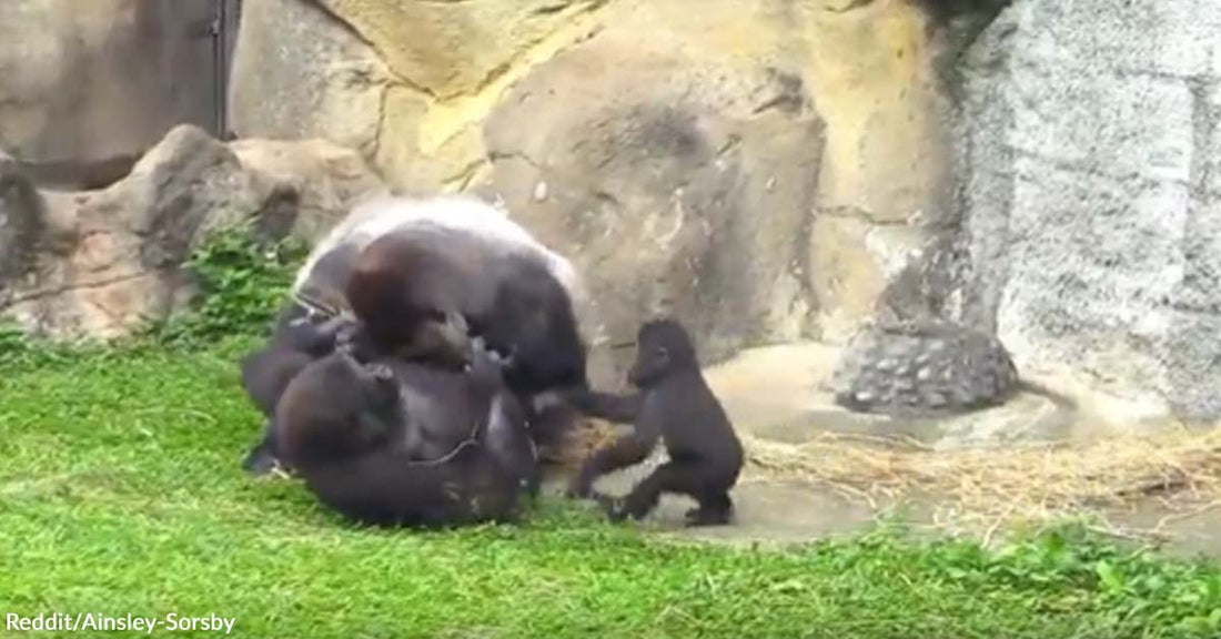Baby Gorilla Witnessed Her Mother Being Harassed and Quickly Tried to Protect Her