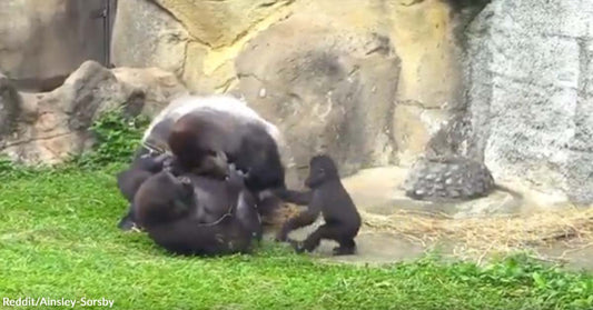 Baby Gorilla Witnessed Her Mother Being Harassed and Quickly Tried to Protect Her