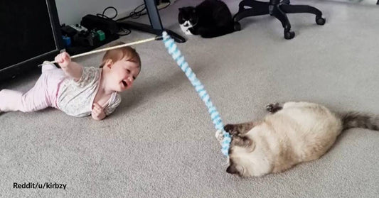 Baby Giggles with Joy as She Learns to Play with Her Furry Feline Sisters