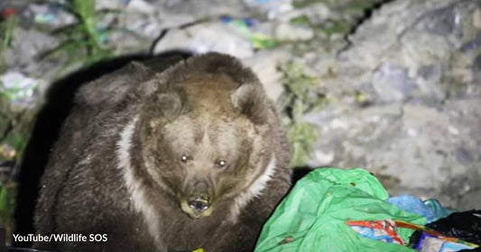 Papa Bear to Mama Bear: What's for Dinner? We Have Nothing but Garbage