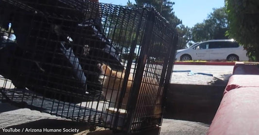 Buffalo Sauce' Is Rescued from a Storm Drain