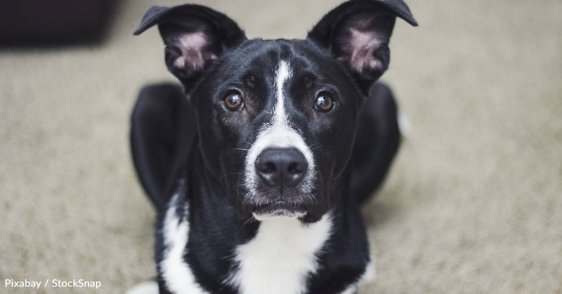 Couple Finds Dog on Road, Owner Didn't 'Want Him Anymore'