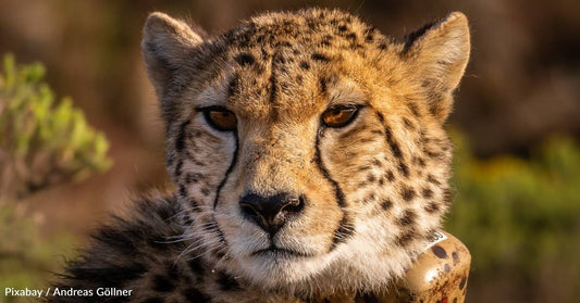 10 Facts About the Cheetah and the Threats it Faces