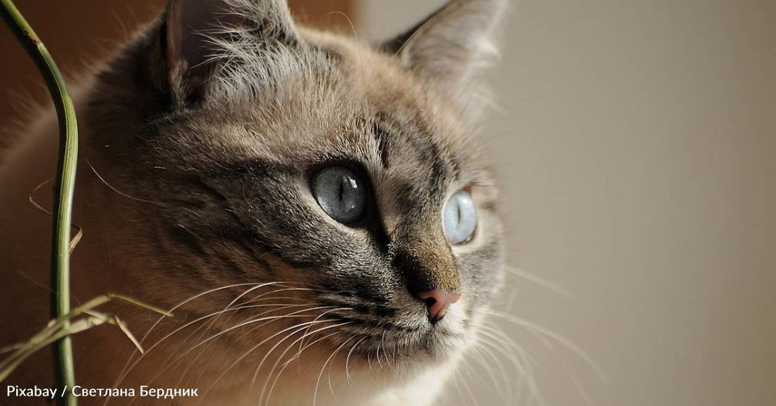 Self-Proclaimed Dog Person Takes in Cat Whose Owner Died