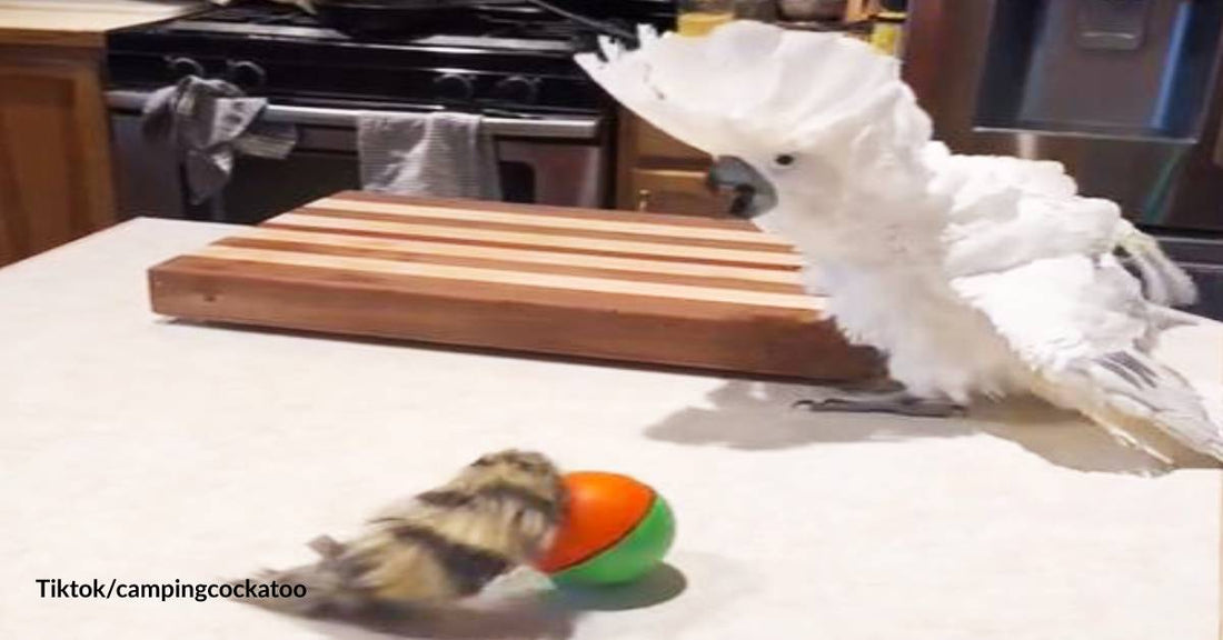 Adorable Cockatoo Gets the Surprise and Fright of Her Life When She Sees Her New Toy