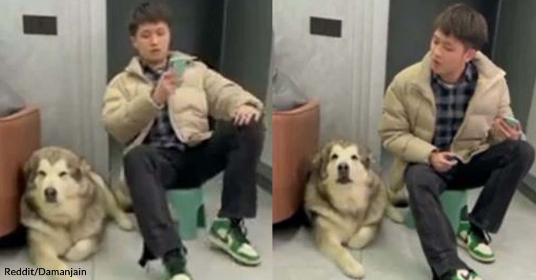 A Reddit Video Gains the Attention of the Internet  Due to the Hilarious Copycat Behavior of This Dog