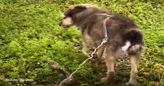 Mercilessly Chained for Five Years, Dog Finds Freedom and a Forever Home with His Rescuers