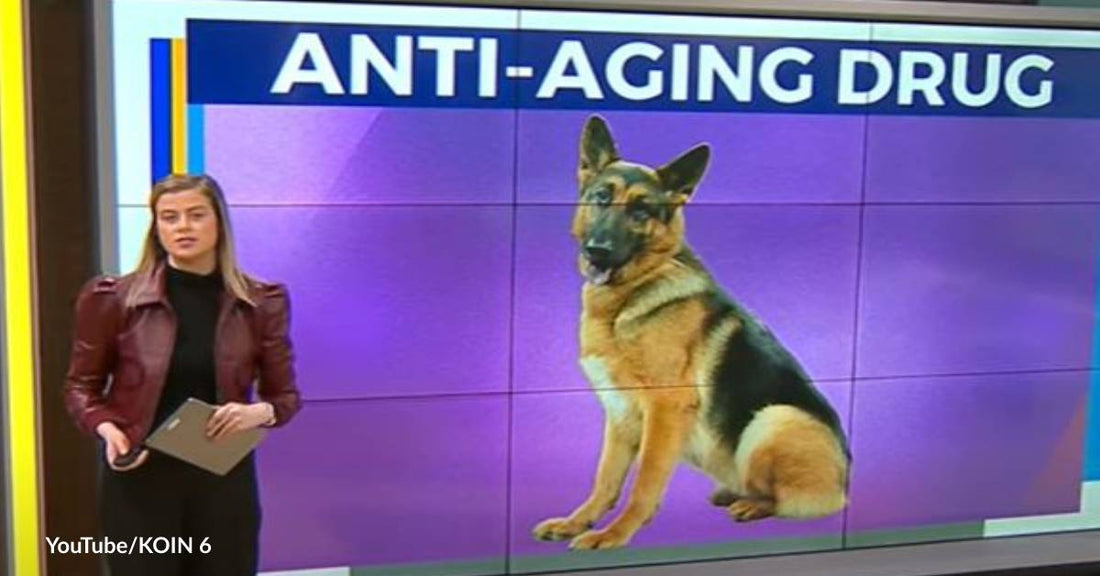 Could Dogs Be the Key to Reversing Aging in Humans?