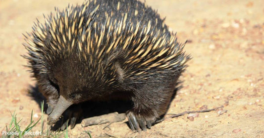 Tiny, Spiny Mammal Finds Interesting Ways to Stay Cool in the Heat