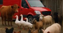 A variety of farm animals gathered near a red van and barn.
