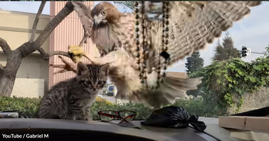 Dramatic Hawk Attack on Kitten Thwarted by Car Windshield