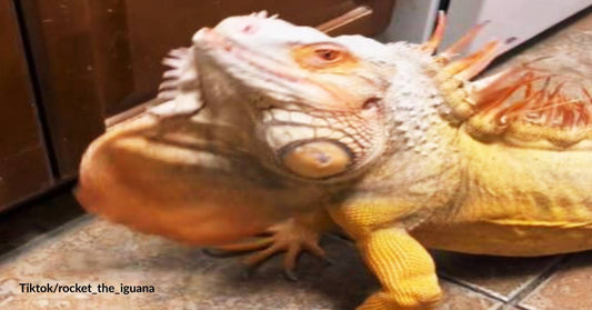 Iguana Can't Stop Smiling After Secretly Bingeing on Dog Food