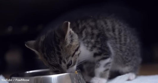 They Found This Little Kitten Under a Car Waiting for Her Mom