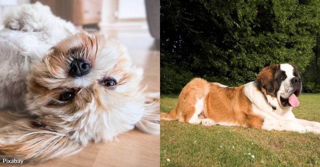 10 Low Energy Dog Breeds That Will Indulge Your Inner Couch Potato