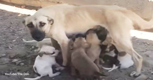 All for Love: Dog Mama Will Do Anything for Her Eight Puppies, Even If She Starves