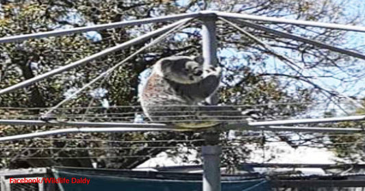 Man Shocked to Find a Wild Koala Hanging from His Clothesline