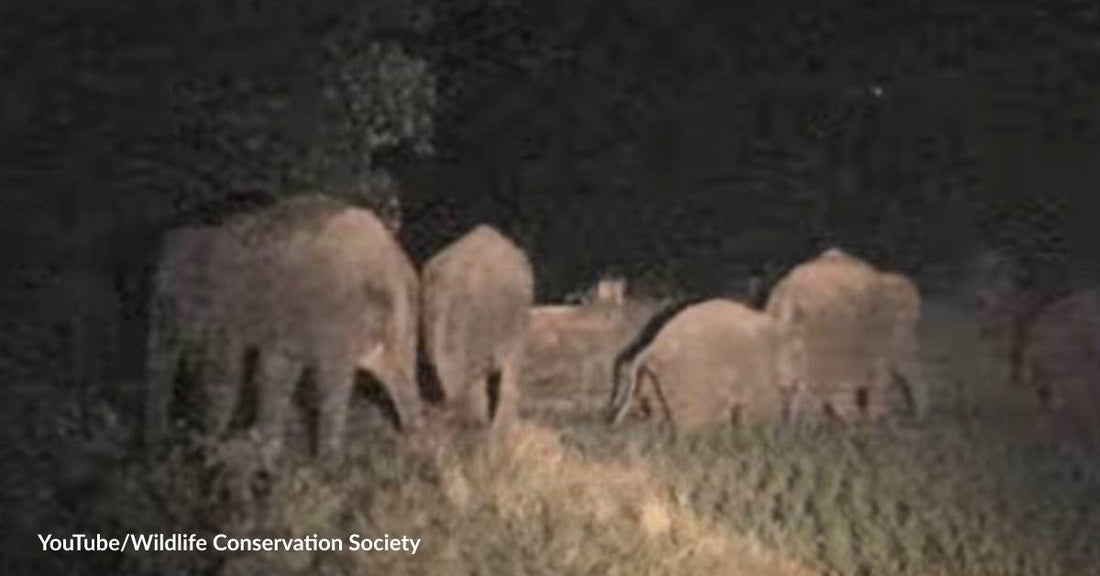 Hungry Elephants Are Destroying More and More Plantations in Thailand due to Climate Change