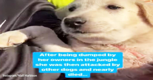 Please, Stop Dumping Puppies Like Garbage: Man Dedicates His Life to Rescuing Dogs and Puppies