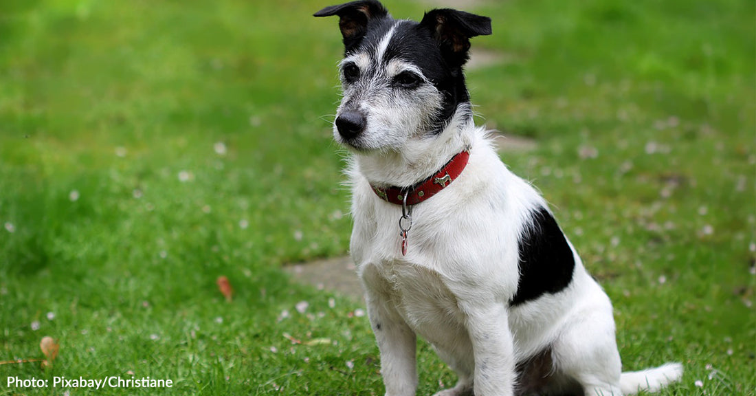 Dog Found Alive Next To His Owner's Body Months After They Went Missing In Colorado Mountains