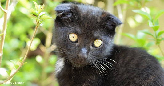 After One Feral Cat Freezes to Death, Animal Lover Works Hard to Rescue Her Littermate