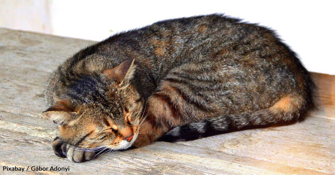 Blind, Starving Kitten Plops Down in Front of Family When They're Doing Yard Work