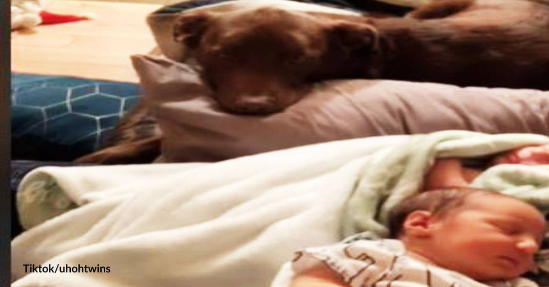 Labrador Happily Helps Human Parents Take Care of Newborn Babies