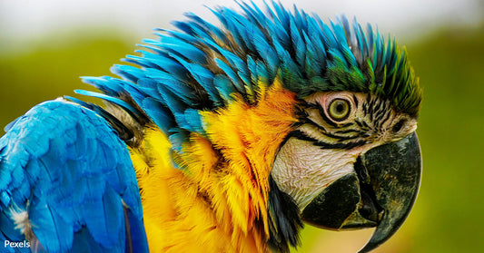 Parrot Fever Outbreak Sweeps Europe Fatalities Rise as Disease Spreads