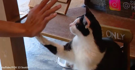 Brave Cat Helps Stop Burglar But Is Nearly Lost in the Process