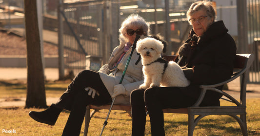 Transform Your Golden Years with the Power of Pet Companionship