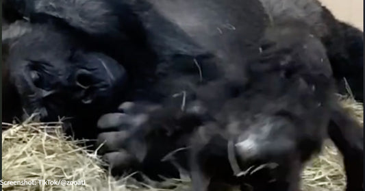 First Play Session Between Baby Gorilla And Dad Captured On Video At Zoo Atlanta