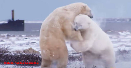 Discover Natural Wonders at the Polar Bear Capital of the World