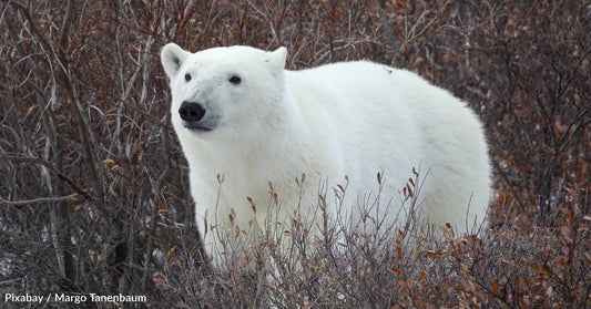 As Ice-Free Periods Lengthen, Polar Bears May Face a Higher Risk of Starvation