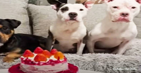 Ever Heard of an Adoptaversary Cake? Fur Mom Bakes to Celebrate Beloved Dog's Adoption Day!