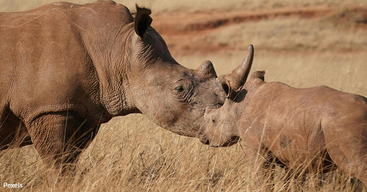 Scientists Race Against Time to Save Northern White Rhino Through IVF