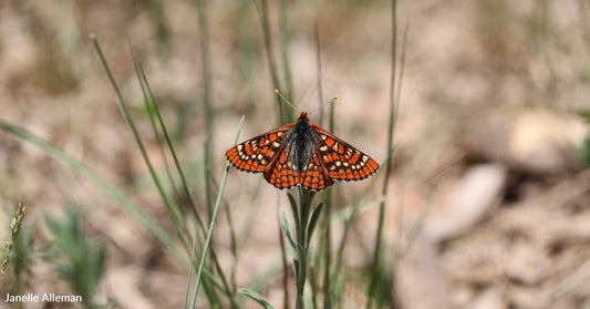 Pollinating Butterfly Listed as Endangered by the U.S. Fish and Wildlife Service