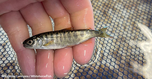 Tragedy Strikes Northern California River — Over 800,000 Salmon Fry Killed